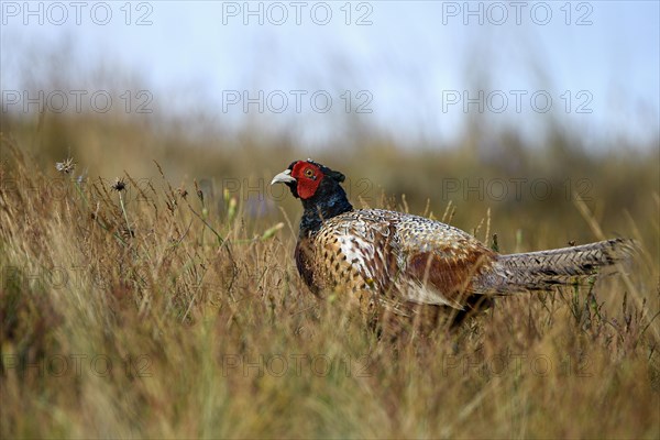 Pheasant