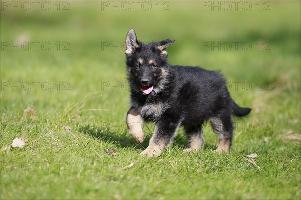 German shepherd domestic dog