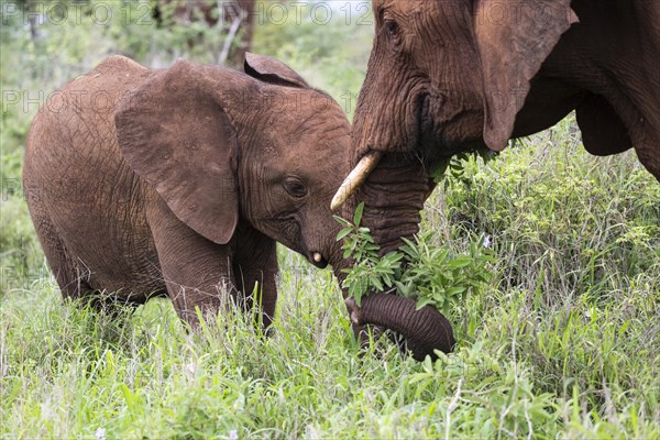 African elephant