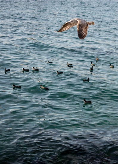 Seagulls are flying in the sky over sea waters