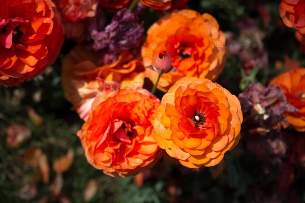 Colorful tulip flowers bloom in the spring garden