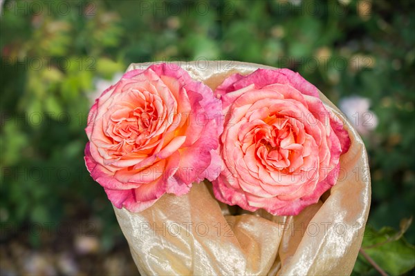 Blooming beautiful bunch of roses in spring garden