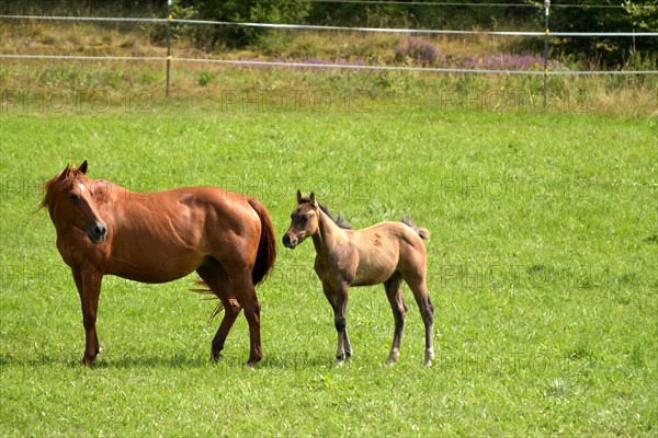 Broodmare and foal of the Western breed American Quarter Horse on pasture