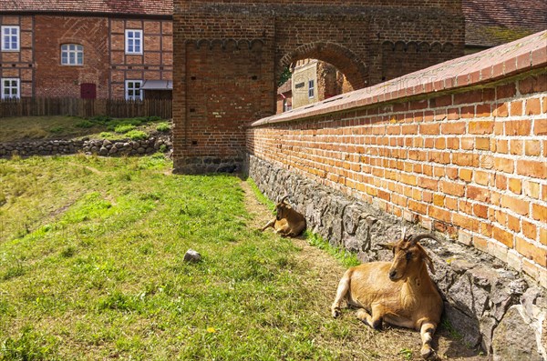 Goat herding in front of the main entrance and gatehouse of Burg Stargard