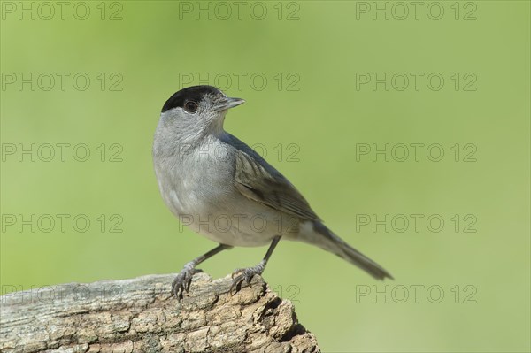 Blackcap