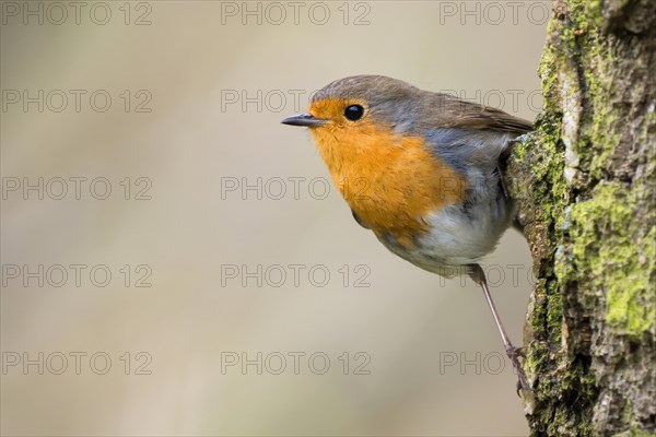 European robin