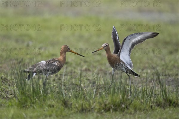 Black-tailed godwits