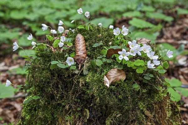 Flowering common wood sorrel