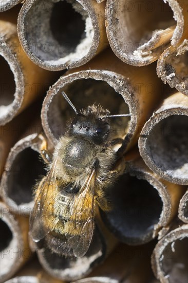 Rusty red mason bee