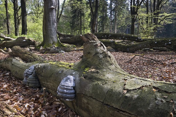 Dead copper beech