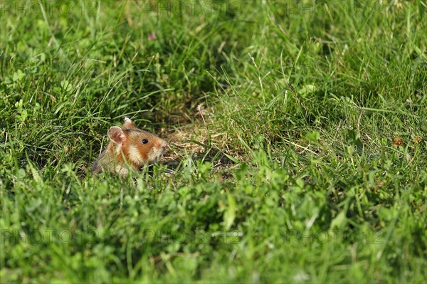 European hamster