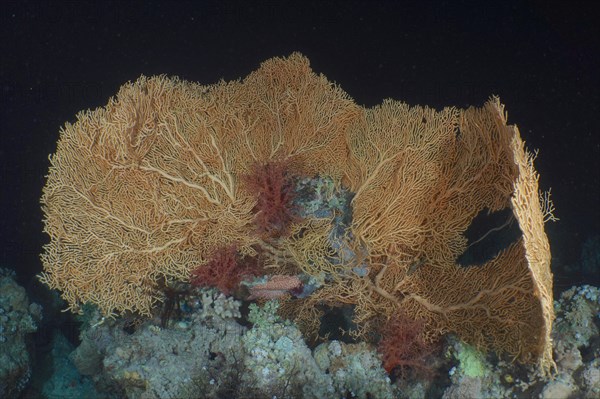 Giant sea fan