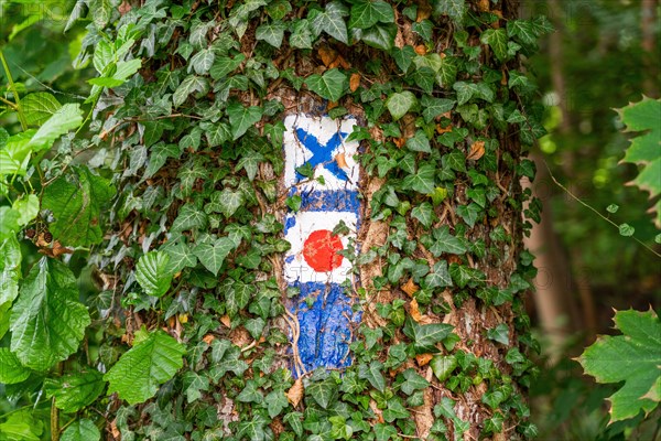 Hiking markers on a tree with ivy
