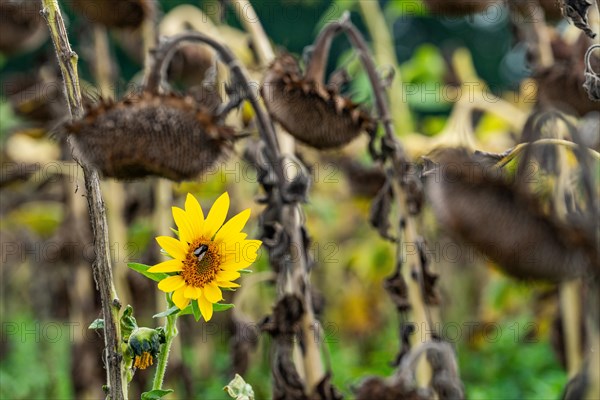 Flowering sunflower between faded sunflowers