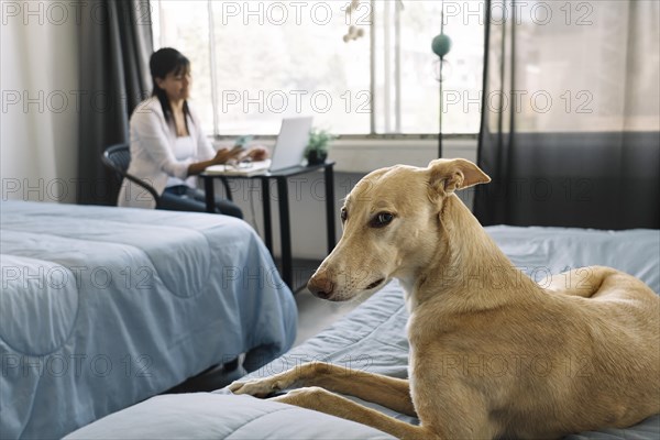 Dog lying on bed looking at camera with owner working at home. Selective focus