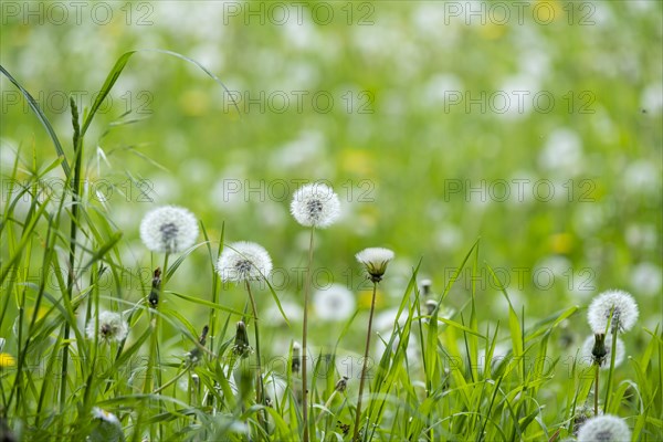 Common dandelion