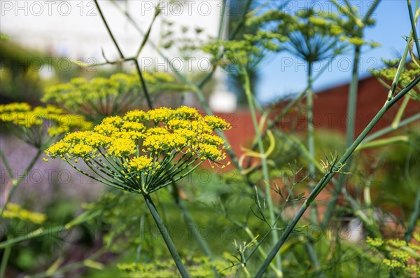 Flowering umbels of dill in a garden in summer