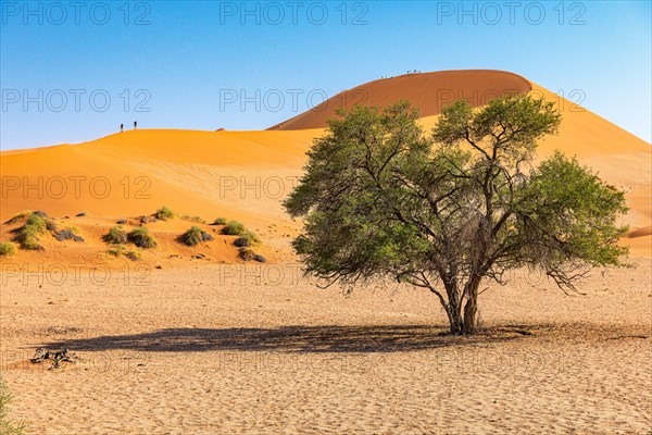 Red Sand Dunes