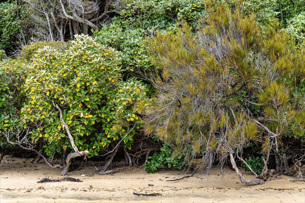 Beach Vegetation