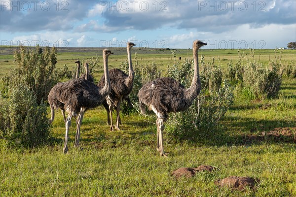 Ostriches