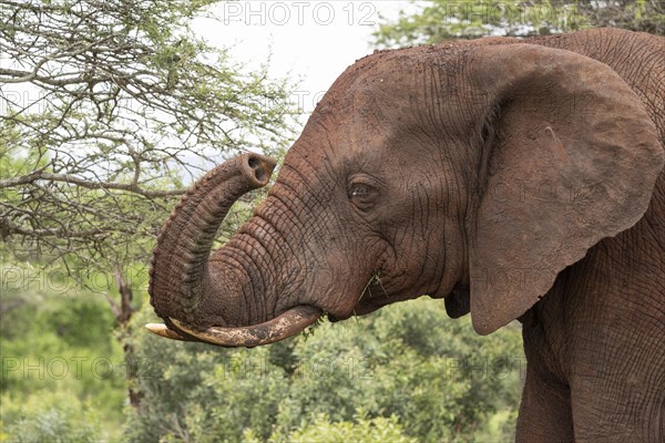 African elephant