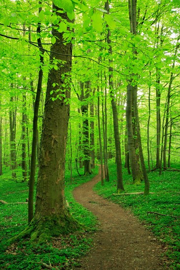 Hiking trail winds through near-natural beech forest in spring