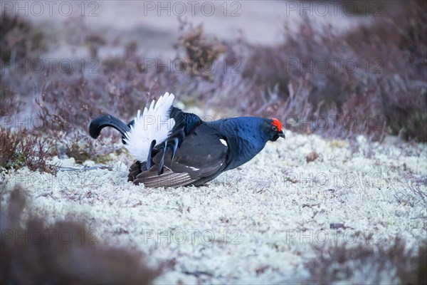 Black grouse