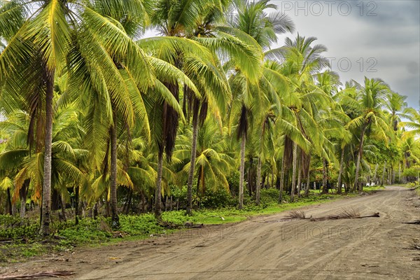 Landscape of palm trees in a village of fishermen. Tropical weather