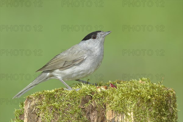 Blackcap