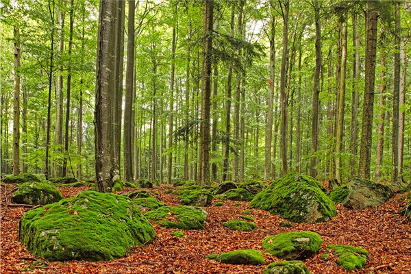 Deciduous forest with rocks