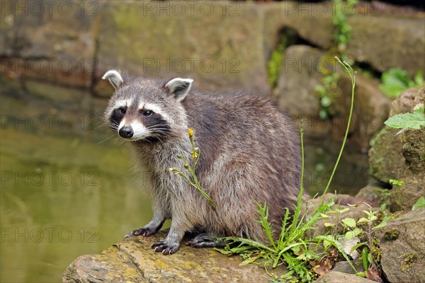 Raccoon