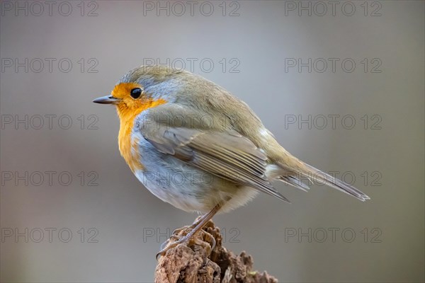 European robin