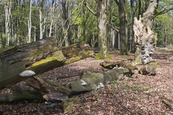 Dead copper beech