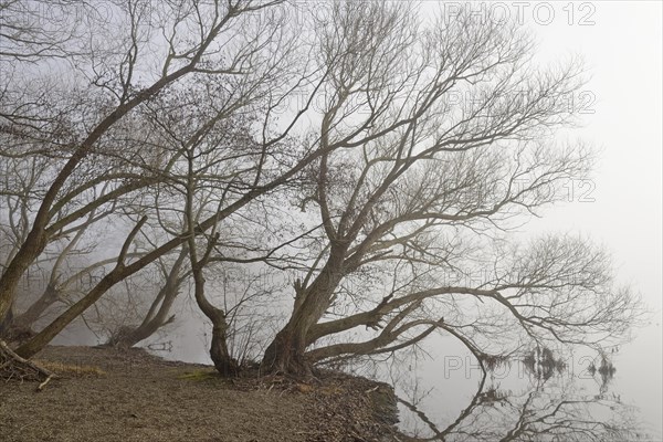 Foggy atmosphere at Lake Moehne