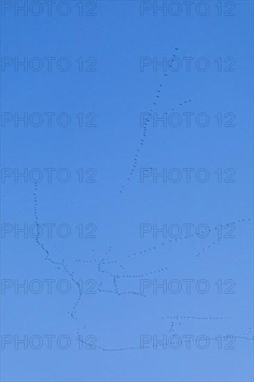 Flock of wild geese in flight