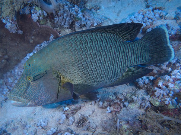 Humphead wrasse