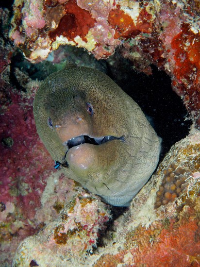 Portrait of giant moray