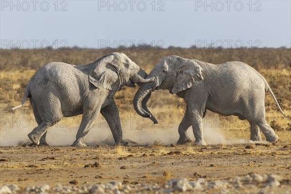 African Elephant