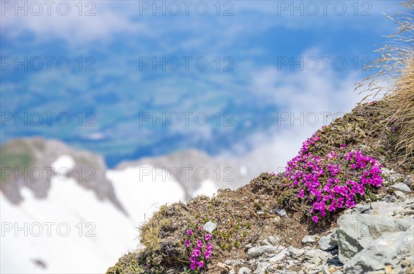 Purple saxifrage