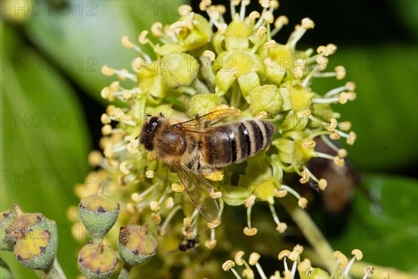 Ivy silky bee with open wings sitting on ivy blossoms looking left