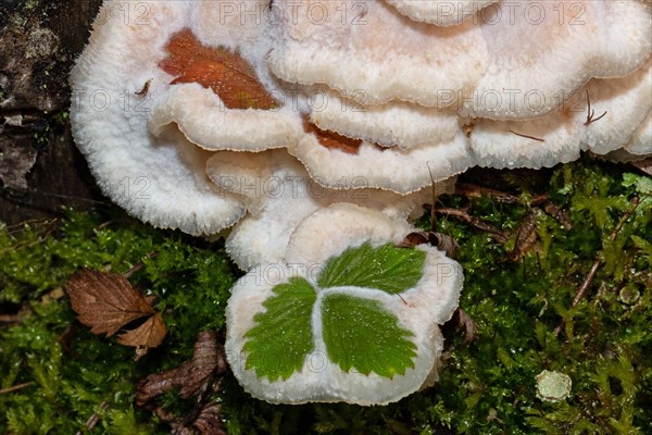 Jelly-fleshed puffball orange-white fruiting body with enclosed green leaf in front of green moss