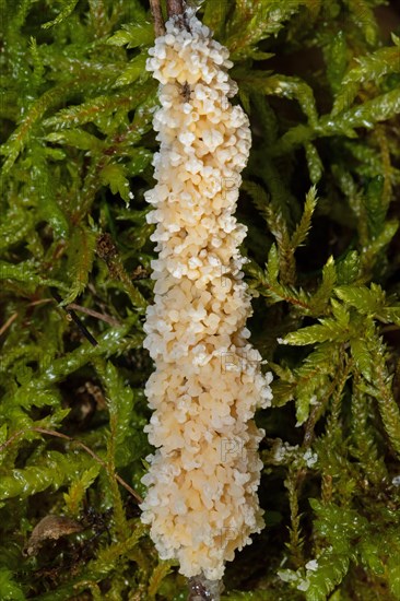 Foam slime mould creamy yellow crusty fruiting body on stalk in front of green moss