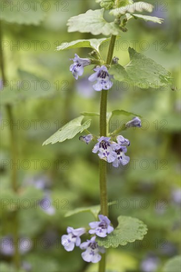 Ground ivy