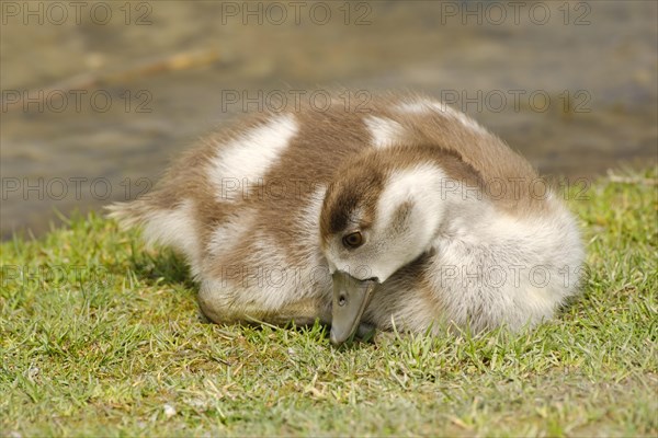 Egyptian goose