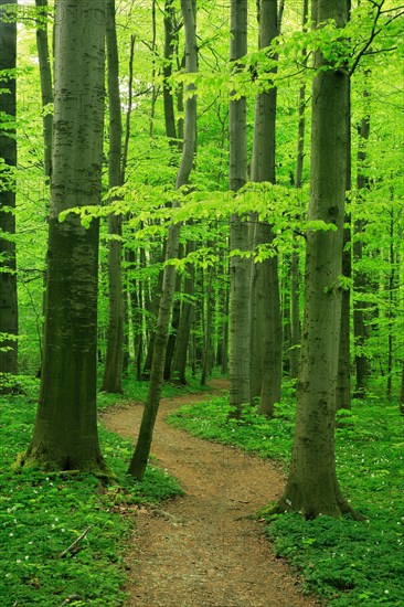 Hiking trail winds through near-natural beech forest in spring