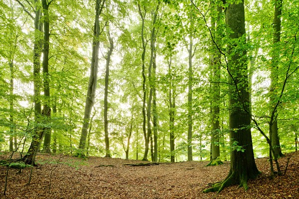 Unspoilt beech forest