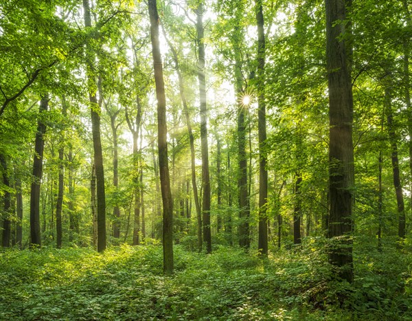 Natural deciduous forest of oaks and beeches in spring