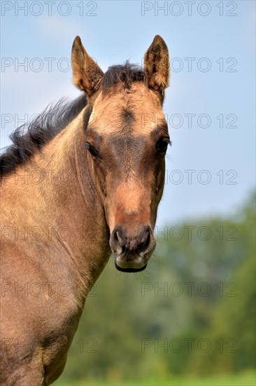 Foal of the Western horse breed American Quarter Horse in the pasture