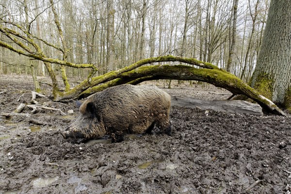 Wild boar