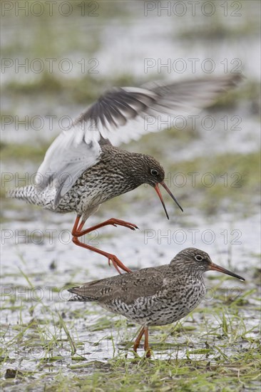 Common redshank